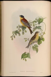 Black-headed Bunting